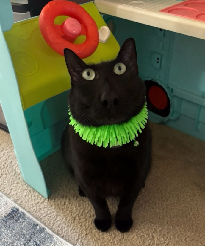 Wybie in green collar