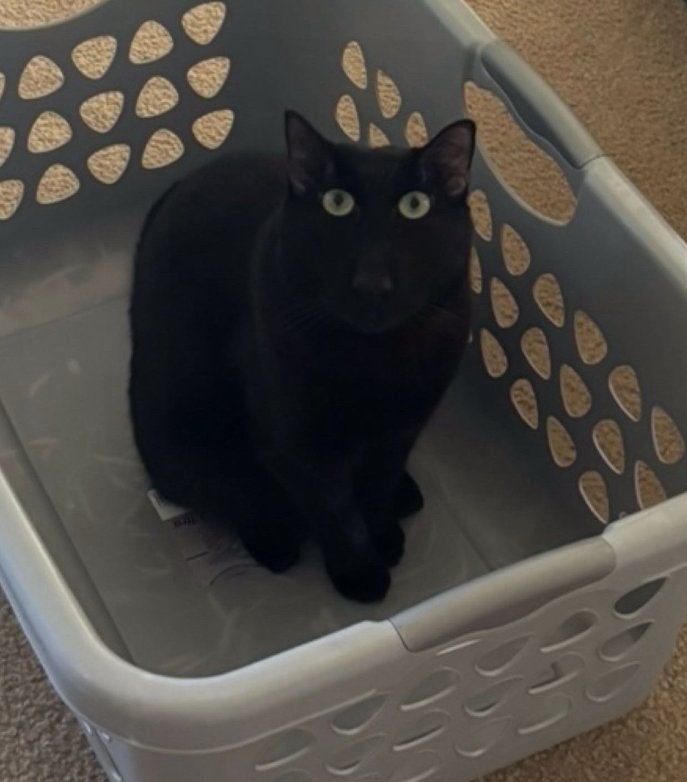 Wybie in basket