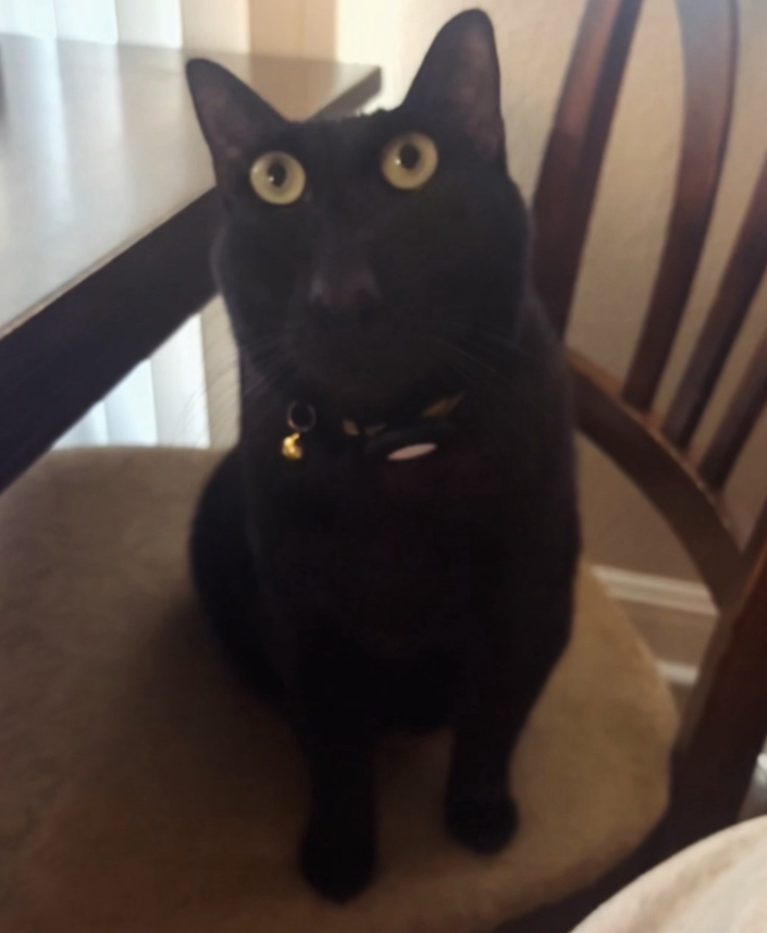 Wybie sitting on chair